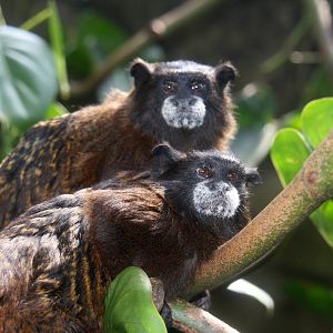 Zoologico de Cali 2012