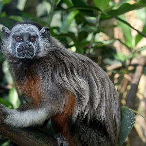 Zoologico de Cali 2012