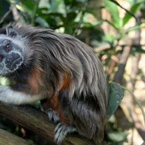 Zoologico de Cali 2012