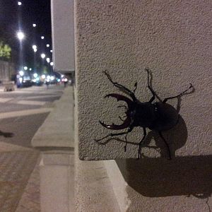 Male stag beetle, 13th June 2012