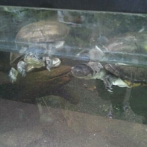 African helmeted turtles in the Butterfly Rainforest