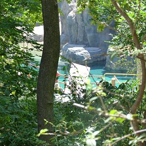 American Trails (Sea Lion Exhibit) 6-13-12