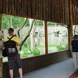 Lemur Exhibit at Apenheul, 30/05/12