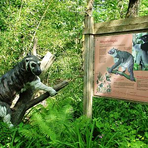 Megadalepis Display at Apenheul, 30/05/12