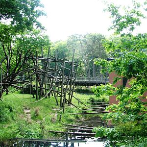 Bonobo Island at Apenheul, 30/05/12