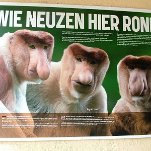 Proboscis Monkey Signage at Apenheul, 30/05/12