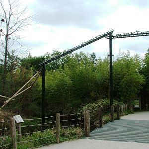 Langur Exhibit at Apenheul, 30/05/12