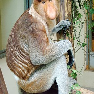 Proboscis Monkey at Apenheul, 30/05/12