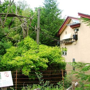 Proboscis Monkey Exhibit at Apenheul, 30/05/12