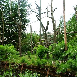 Proboscis Monkey Exhibit at Apenheul, 30/05/12