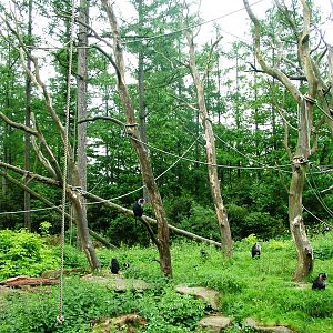 Lion-tailed Macaque Exhibit at Apenheul, 30/05/12