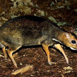 Philippine Mouse-deer