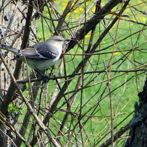 Northern Mockingbird