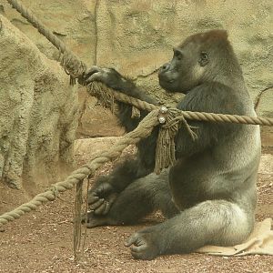 Gorilla Kisumu