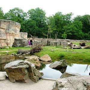 Barbary Macaque Walkthrough at Apenheul, 30/05/12