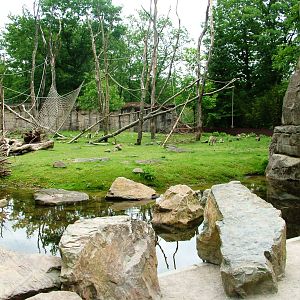Barbary Macaque Walkthrough at Apenheul, 30/05/12