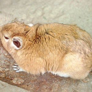 Gundi at Apenheul, 30/05/12