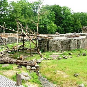 Barbary Macaque Walkthrough at Apenheul, 30/05/12
