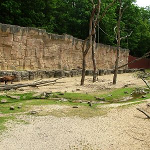 Cameroon Sheep Exhibit at Apenheul, 30/05/12