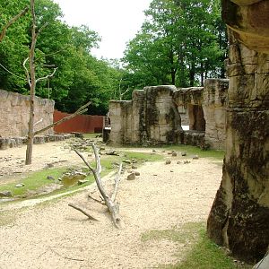 Cameroon Sheep Exhibit at Apenheul, 30/05/12
