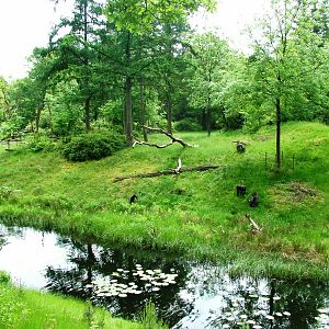 Gorilla Island at Apenheul, 30/05/12