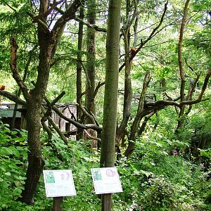 Sakis and Tamarins at Apenheul, 30/05/12