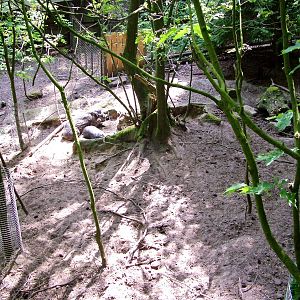 Warty Pig Exhibit at Apenheul, 30/05/12
