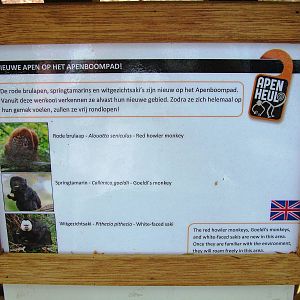 New Arrivals at Apenheul, 30/05/12