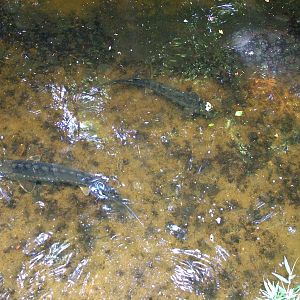 Sturgeons at Apenheul, 30/05/12