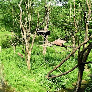 Capuchin Enclosure at Apenheul, 30/05/12