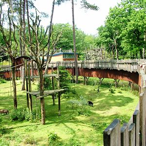 Spider Monkey/Capybara Exhibit at Apenheul, 30/05/12