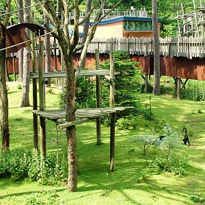 Spider Monkey/Capybara Exhibit at Apenheul, 30/05/12
