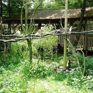 Amazon Aviary at Apenheul, 30/05/12