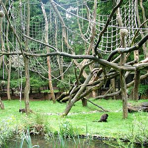 Woolly Monkey/Pudu Enclosure at Apenheul, 30/05/12