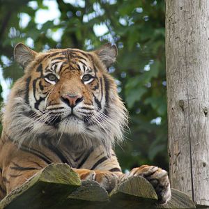 Chester Zoo - Name of this tiger, please. Sat June 4 - a.m.