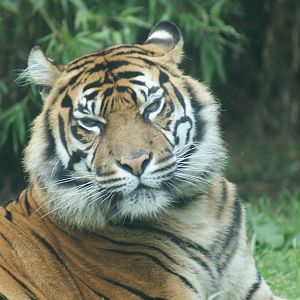 Chester Zoo -Name of this tiger, please ? - Sat June 4 - a.m