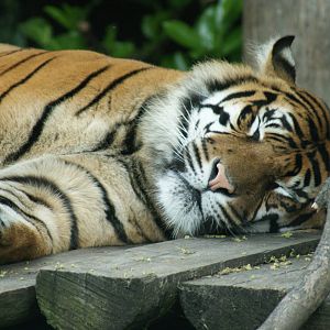 Chester Zoo -Name of this tiger, please - Sat June 4 - a.m