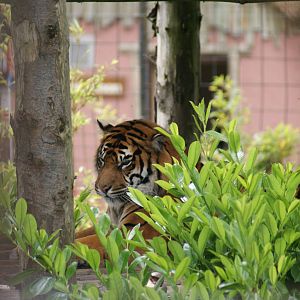 Chester Zoo -Name of this tiger, please ? - Sat June 4 - a.m