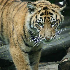 Tiger Cubs -  they have different markings above the right eye.  Can you he