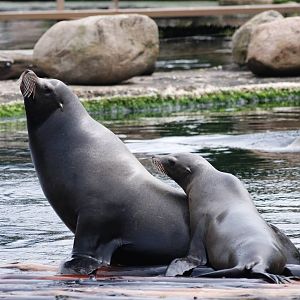 Californian Sea Lions at Harderwijk, 01/06/12
