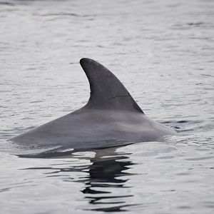Atlantic Bottle-nosed Dolphin at Harderwijk, 01/06/12