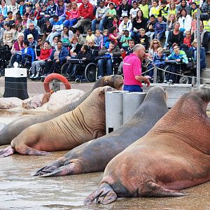 Walrus Show at Harderwijk, 01/06/12
