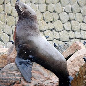 Steller's Sea Lion at Harderwijk, 01/06/12