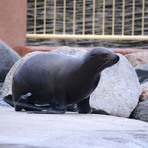 Steller's Sea Lion Pup at Harderwijk, 01/06/12