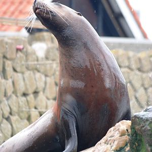 Steller's Sea Lion at Harderwijk, 01/06/12