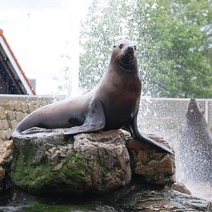 Steller's Sea Lion at Harderwijk, 01/06/12