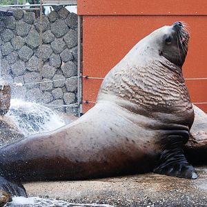 Steller's Sea Lion at Harderwijk, 01/06/12
