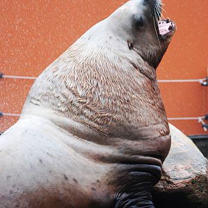 Steller's Sea Lion at Harderwijk, 01/06/12