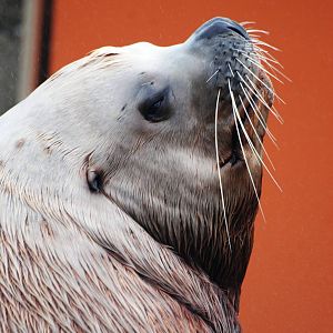 Steller's Sea Lion at Harderwijk, 01/06/12