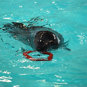 Rescued Harbour Porpoise at Harderwijk, 01/06/12